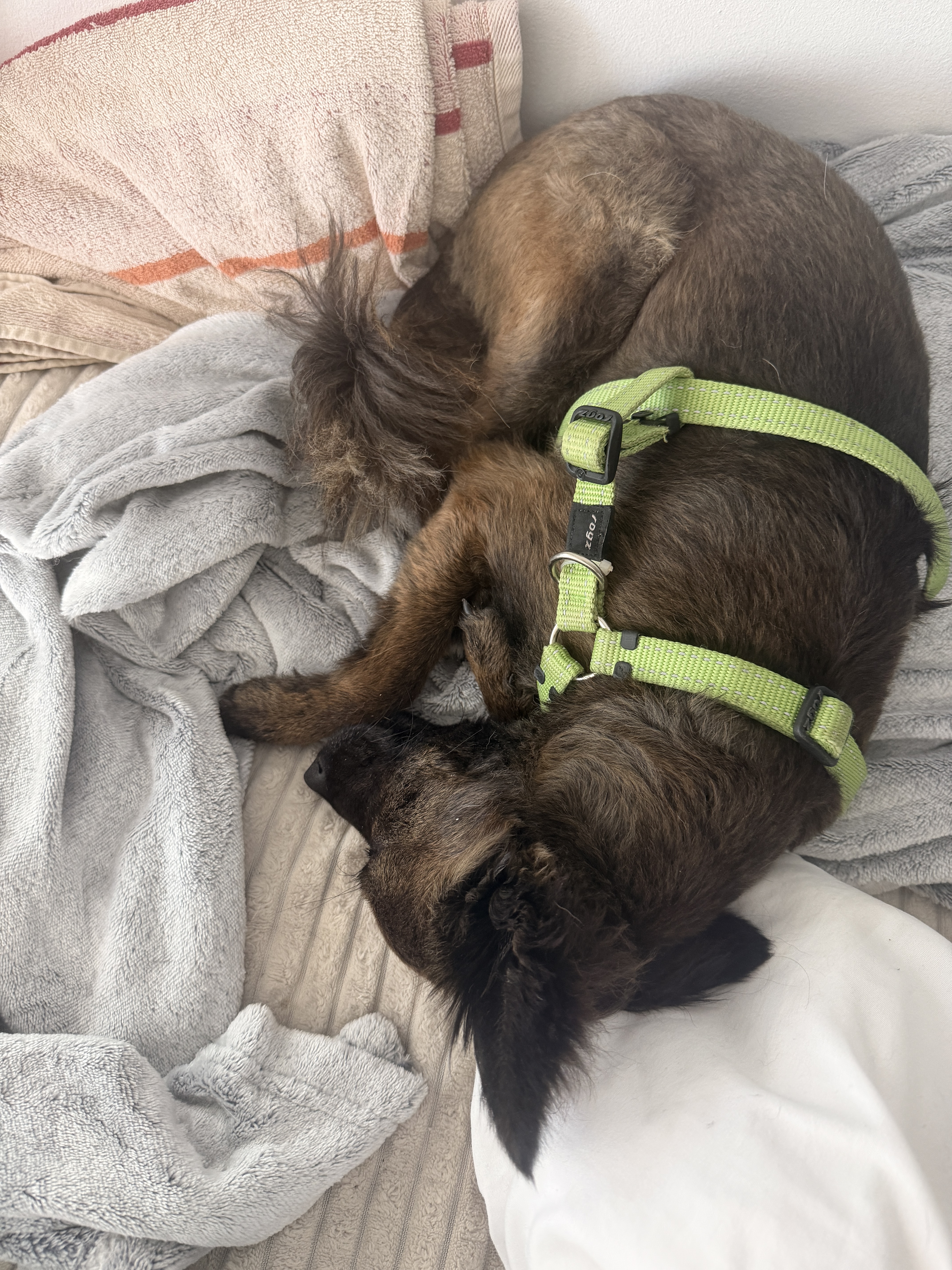 Peach und Pietsch